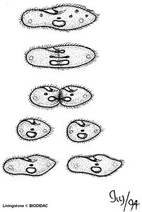 Binary fission in ciliates