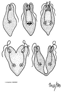 Binary fission stages in protists