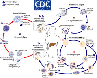Life cycle of Plasmodium (malaria parasite)