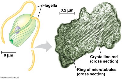 Structure of Euglenozoan flagellum
