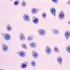 Giardia intestinalis under microscope