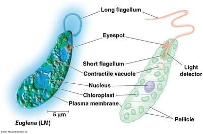 Structure of Euglena showing mixotrophic features