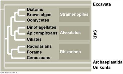 Stramenopile flagella: hairy and smooth