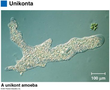 Unikont amoeba