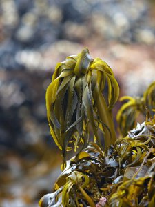 Brown algae (seaweed)