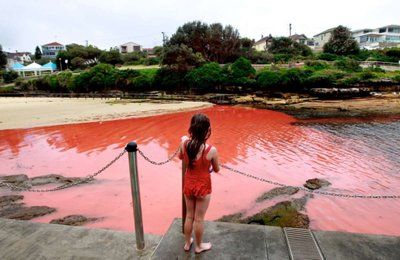Red tide caused by dinoflagellates