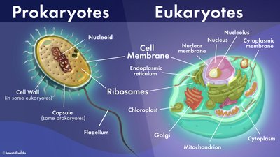 Comparison of prokaryotic and eukaryotic cell structure