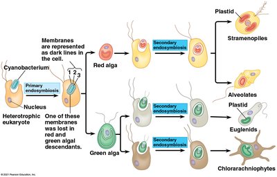 Diagram of primary and secondary endosymbiosis
