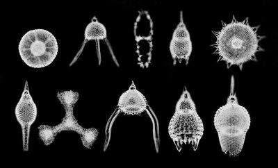 Radiolarian skeletons