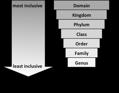 Linnaean taxonomic hierarchy