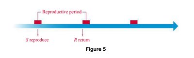 Timeline showing S reproduce and R return in reproductive cycles