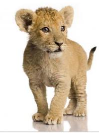 Lion cub as an example of a continuous random variable