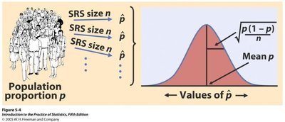 Sampling distribution of sample proportion
