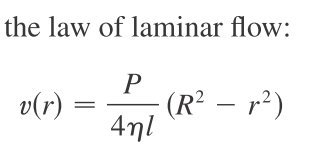 Blood vessel cross-section
