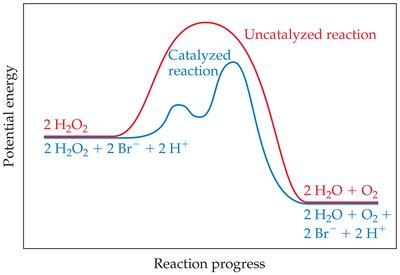 Energy diagram for catalyzed and uncatalyzed reactions