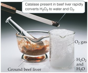 Enzyme-substrate complex formation