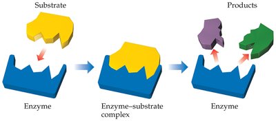 Enzyme structure with substrate
