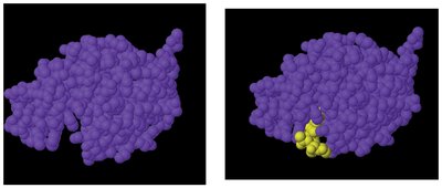 Catalase enzyme in beef liver