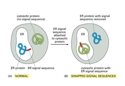 Signal sequences are both necessary and sufficient to direct a protein to a particular organelle
