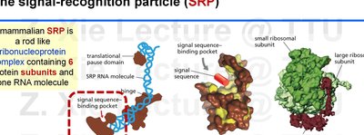 Structure and function of the signal-recognition particle (SRP)