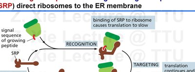 How ER signal sequences and SRP direct ribosomes to the ER membrane
