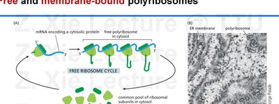 Free and membrane-bound polyribosomes