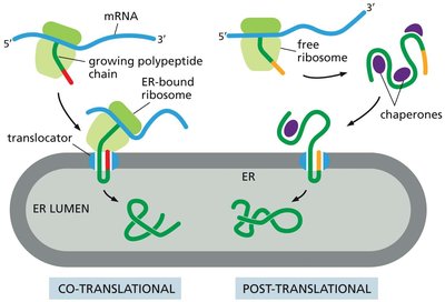 Co-translational and post-translational protein translocation