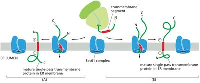A transmembrane segment directs membrane protein insertion into the ER membrane