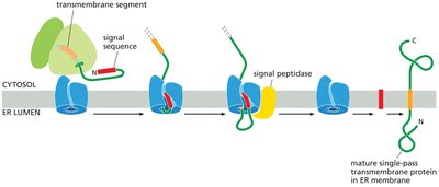 Sequential use of a cleaved ER signal sequence and transmembrane segment during membrane protein insertion
