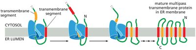 The insertion of a multi-pass transmembrane protein into the ER membrane