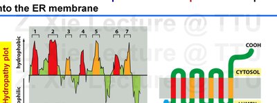 Hydropathy plot and insertion of multipass membrane protein rhodopsin into the ER membrane