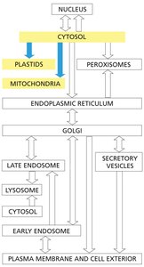General features for proteins targeting mitochondria, chloroplasts, and peroxisomes