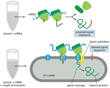 Experimental basis for the signal hypothesis