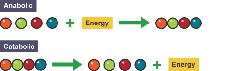 Diagram showing anabolic and catabolic pathways with energy flow