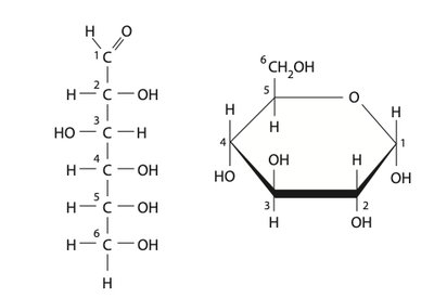 Linear and ring structure of glucose