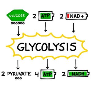 Glycolysis summary diagram