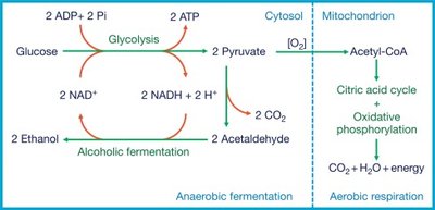 Lactate fermentation: pyruvate to lactate