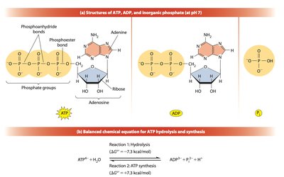 Structure of ATP, ADP, and inorganic phosphate with hydrolysis reaction