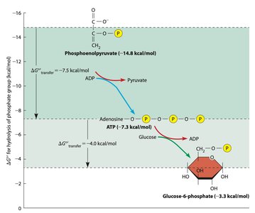 Free energy changes for phosphate group transfers