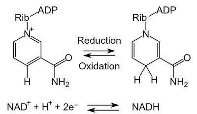 NAD+ and NADH redox reaction