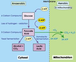 Overview of glycolysis and fermentation pathways, showing ATP yield and fate of pyruvate under aerobic and anaerobic conditions