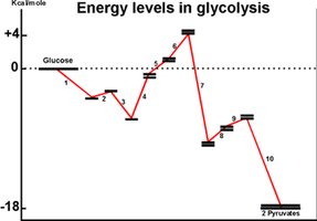 Energy levels in glycolysis, showing the free energy changes at each step