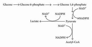 Fate of pyruvate under aerobic and anaerobic conditions, showing regeneration of NAD+ and production of lactate or acetyl-CoA