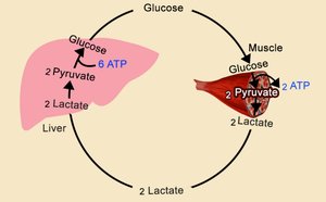 Cori cycle: exchange of lactate and glucose between muscle and liver