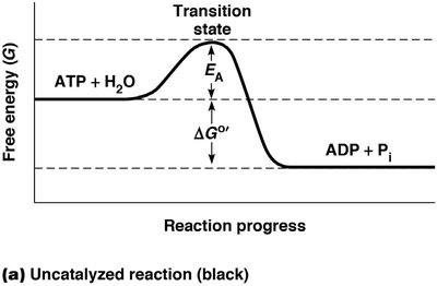 Free energy diagram of uncatalyzed reaction