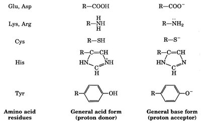 Amino acid residues as acid/base catalysts