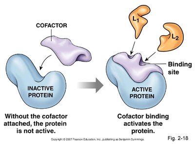 Cofactor binding activates protein