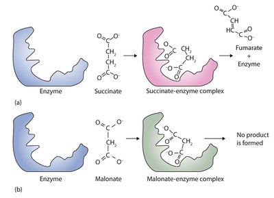 Competitive inhibition of enzyme activity