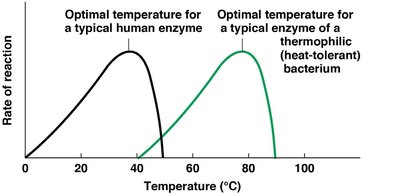 Enzyme activity vs. temperature