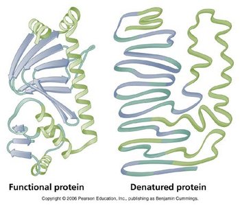 Optimal temperature for human and thermophilic enzymes